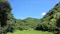 Rice field