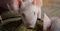 pig image