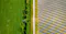 grass image