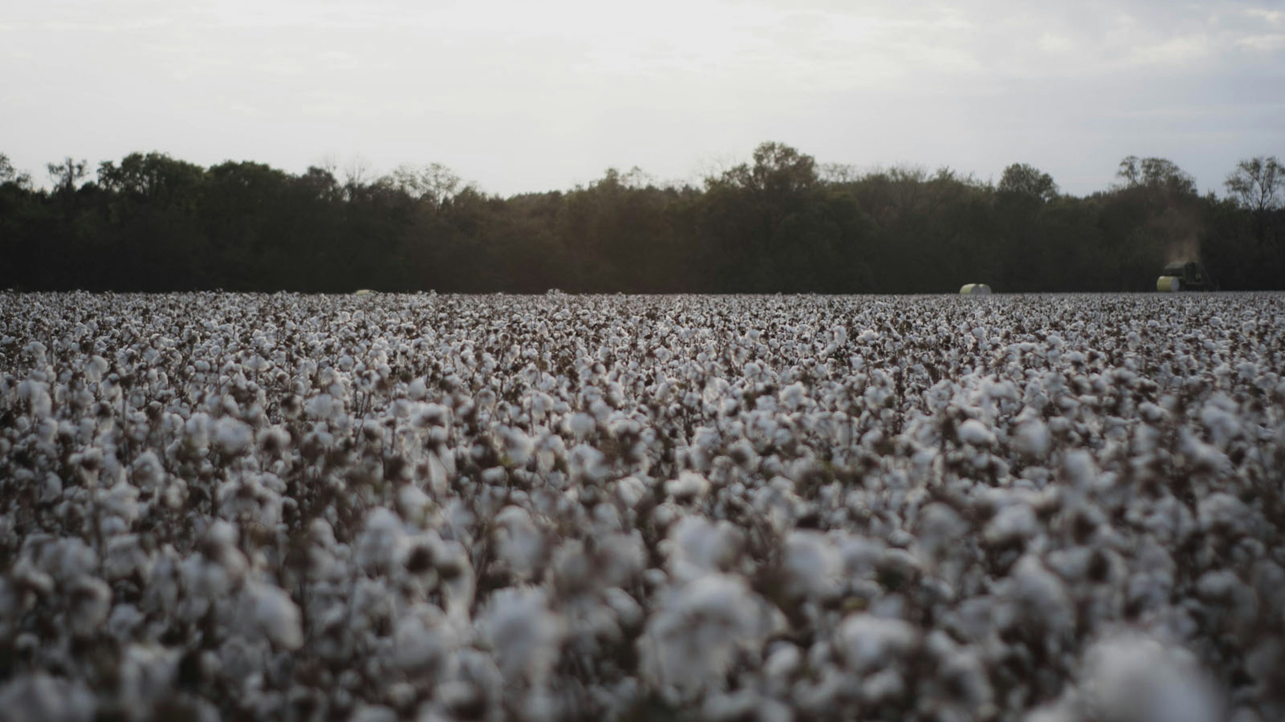 desaturated image of a field of cotton