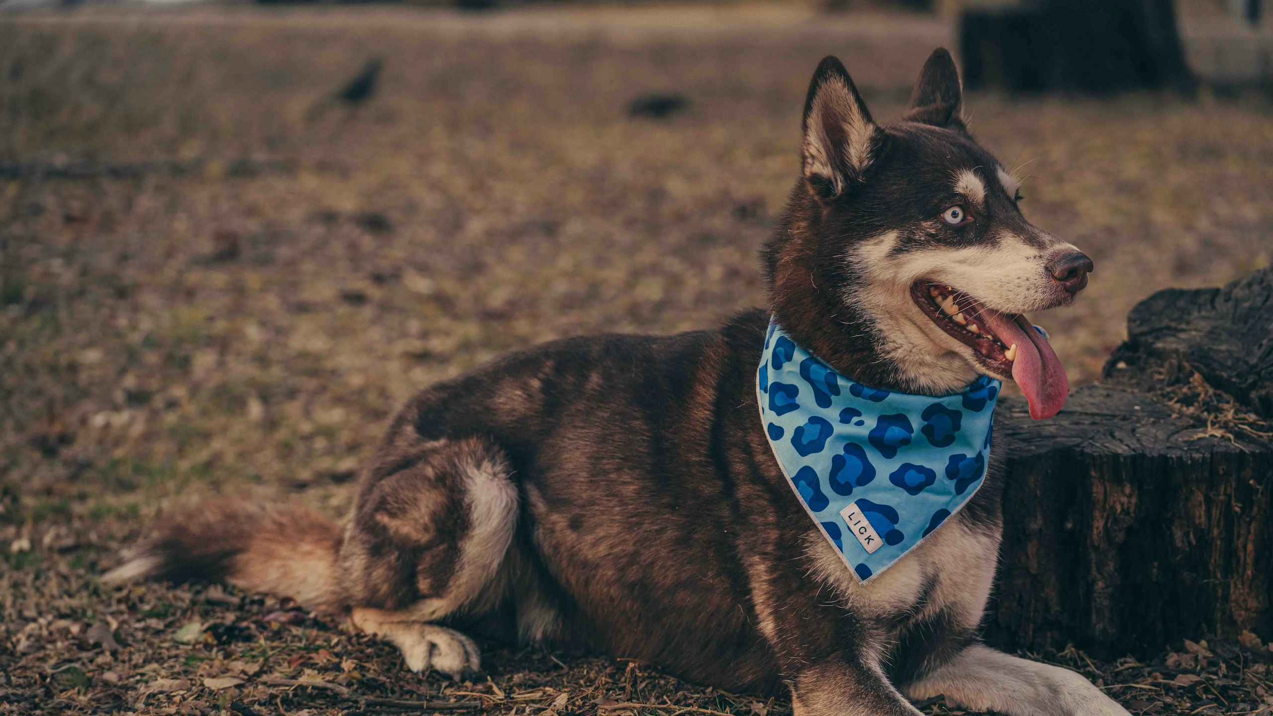 brown husky dog wearing a blue bandana around its neck