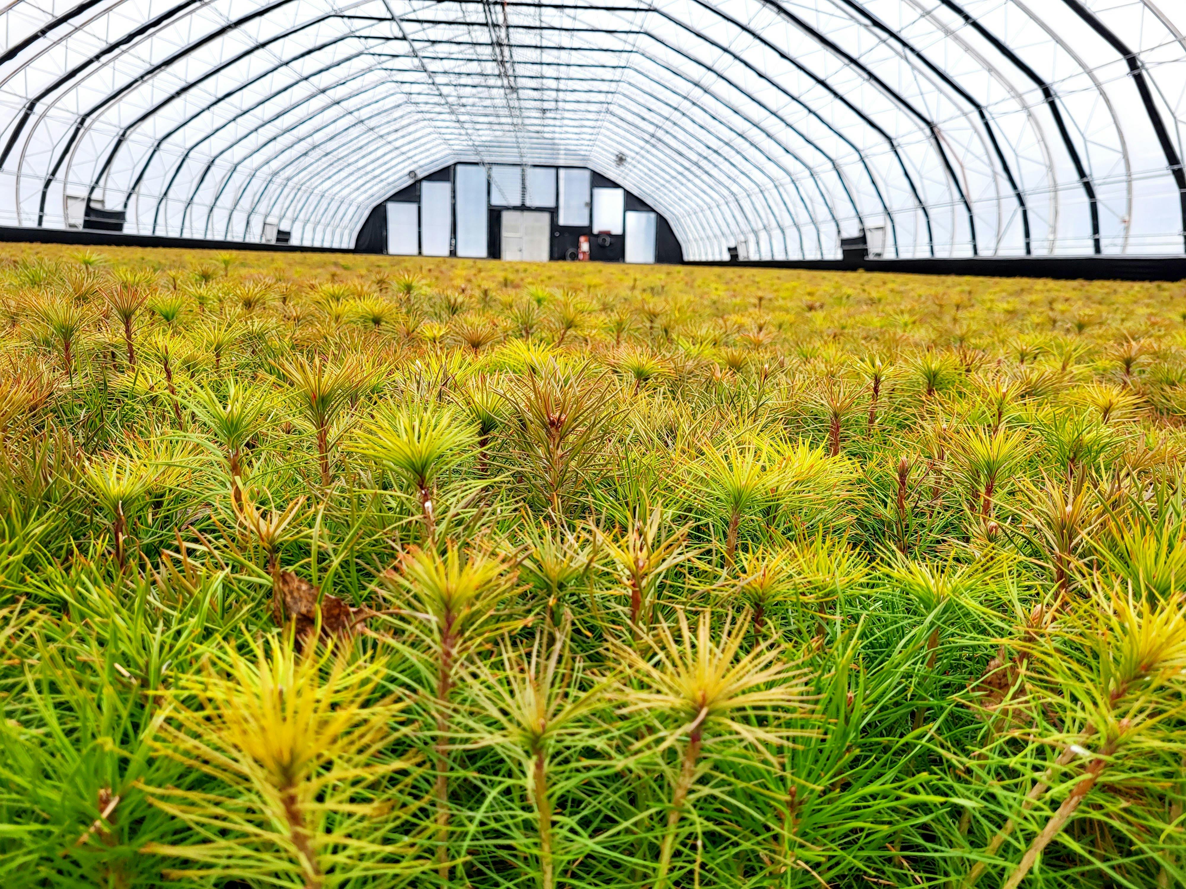 Plant Nursery in North West Iceland