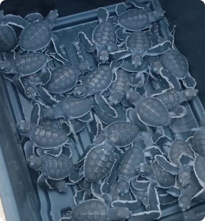 Turtles