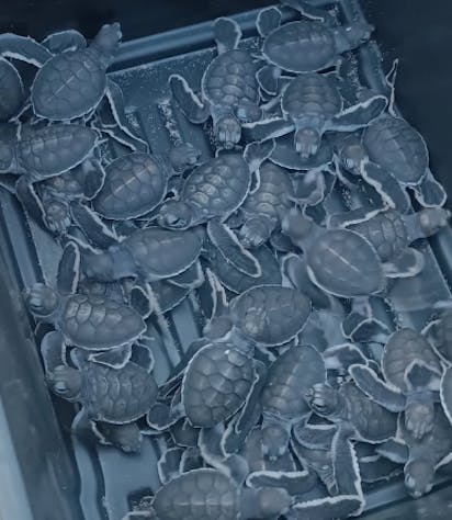 Turtles
