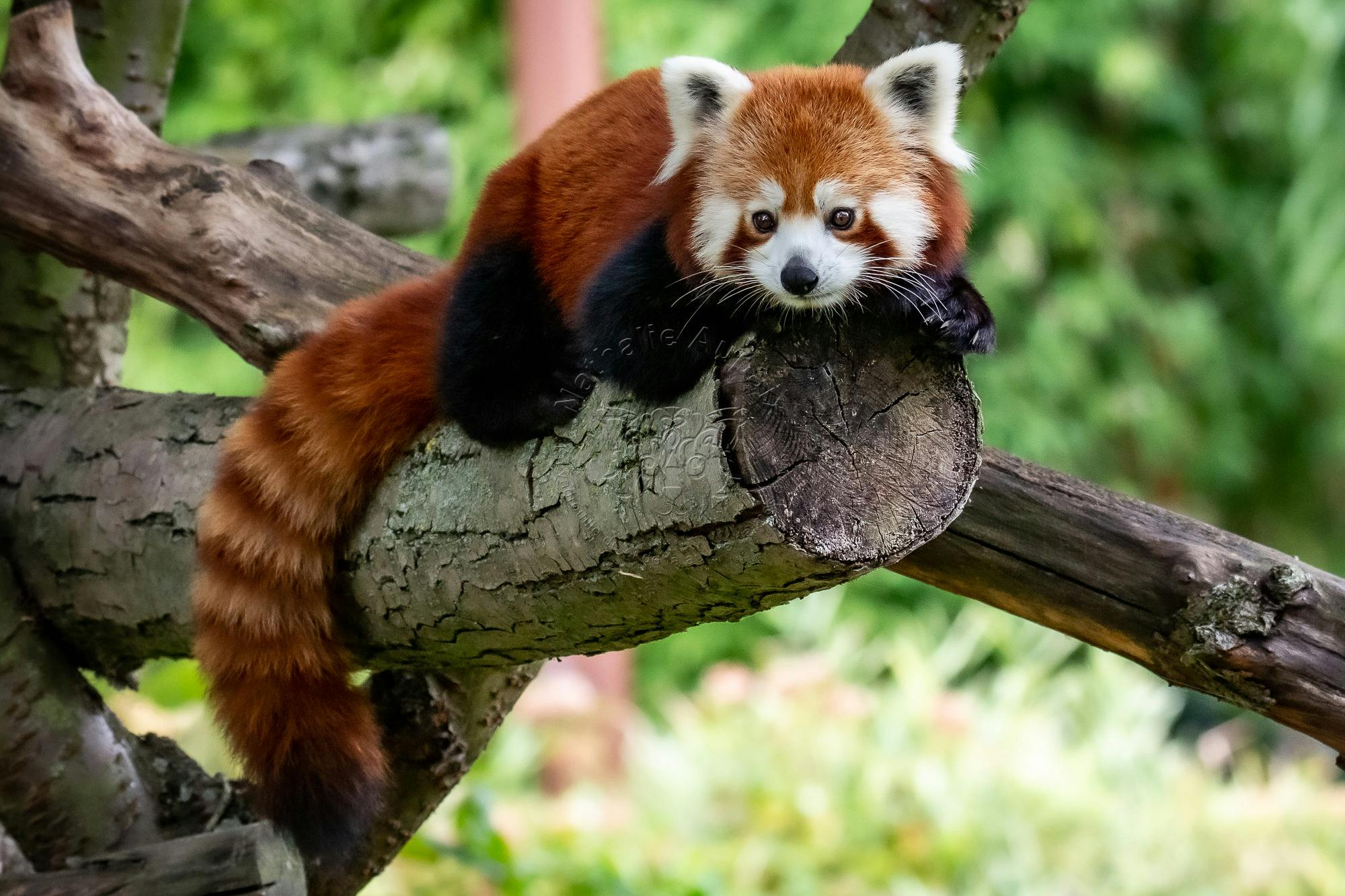 Educational Red Panda Facts and Cute Videos | Red Panda Books