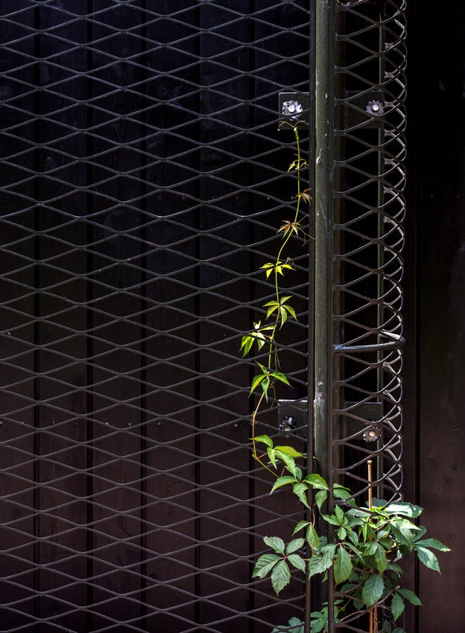 A young plant climbing up mesh