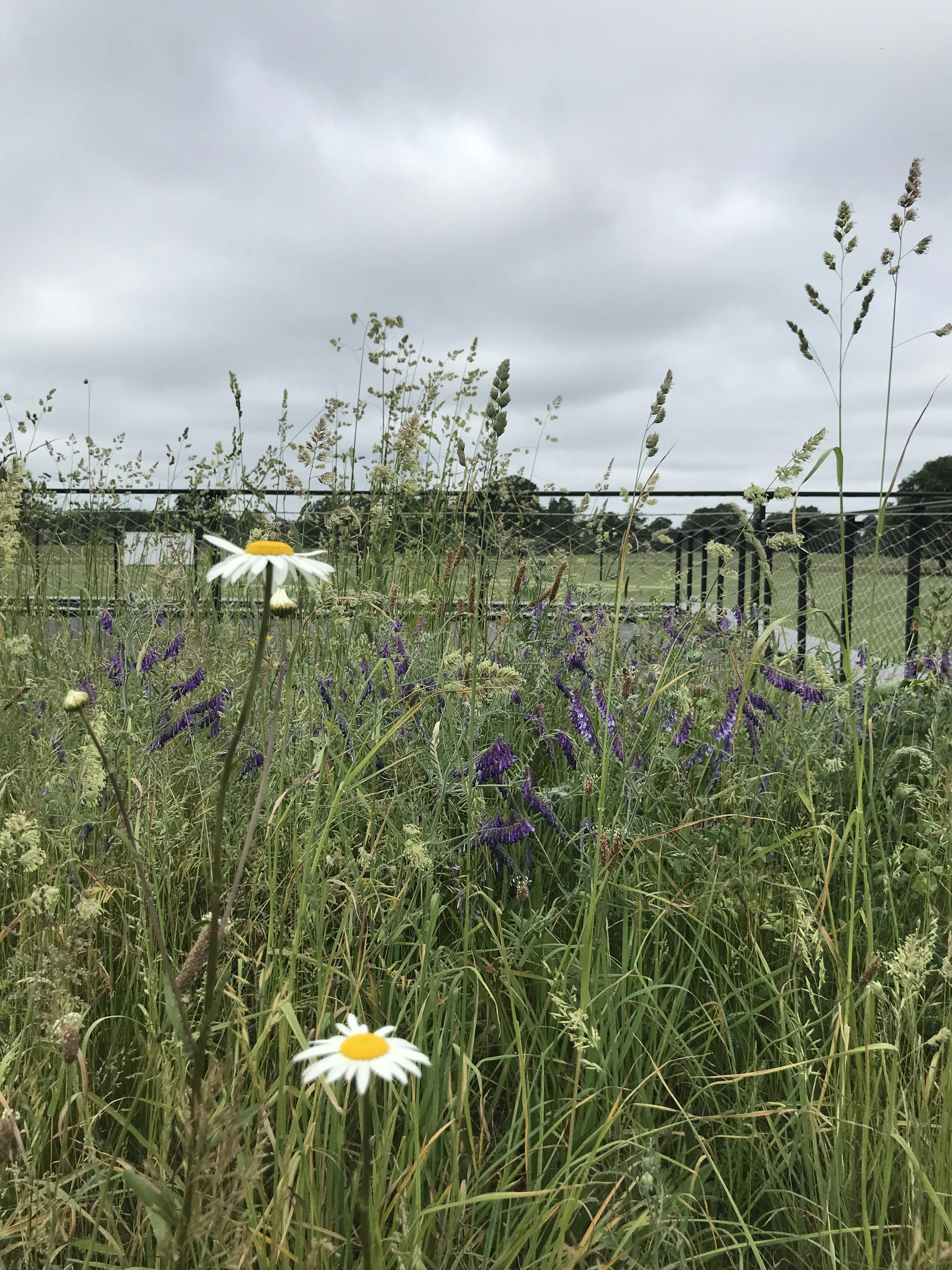 Photo of flowers and grasses on the roof of Teddington Cricket Club