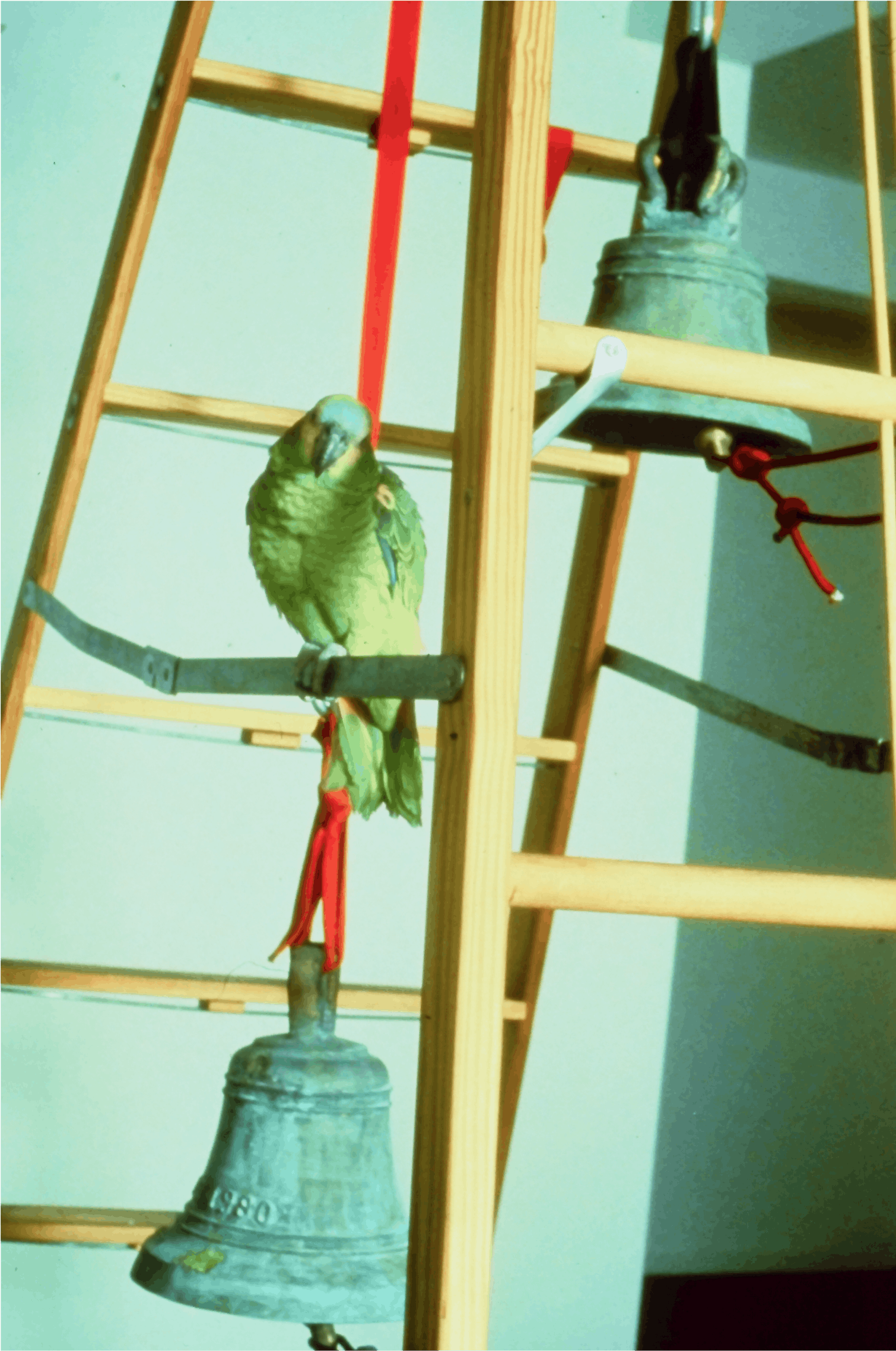 Paul Kos, International Bed and Breakfast (detail), 1992, Blue Front Amazon Parrot, Bronze bells, ladder and rope, 144x96x48
