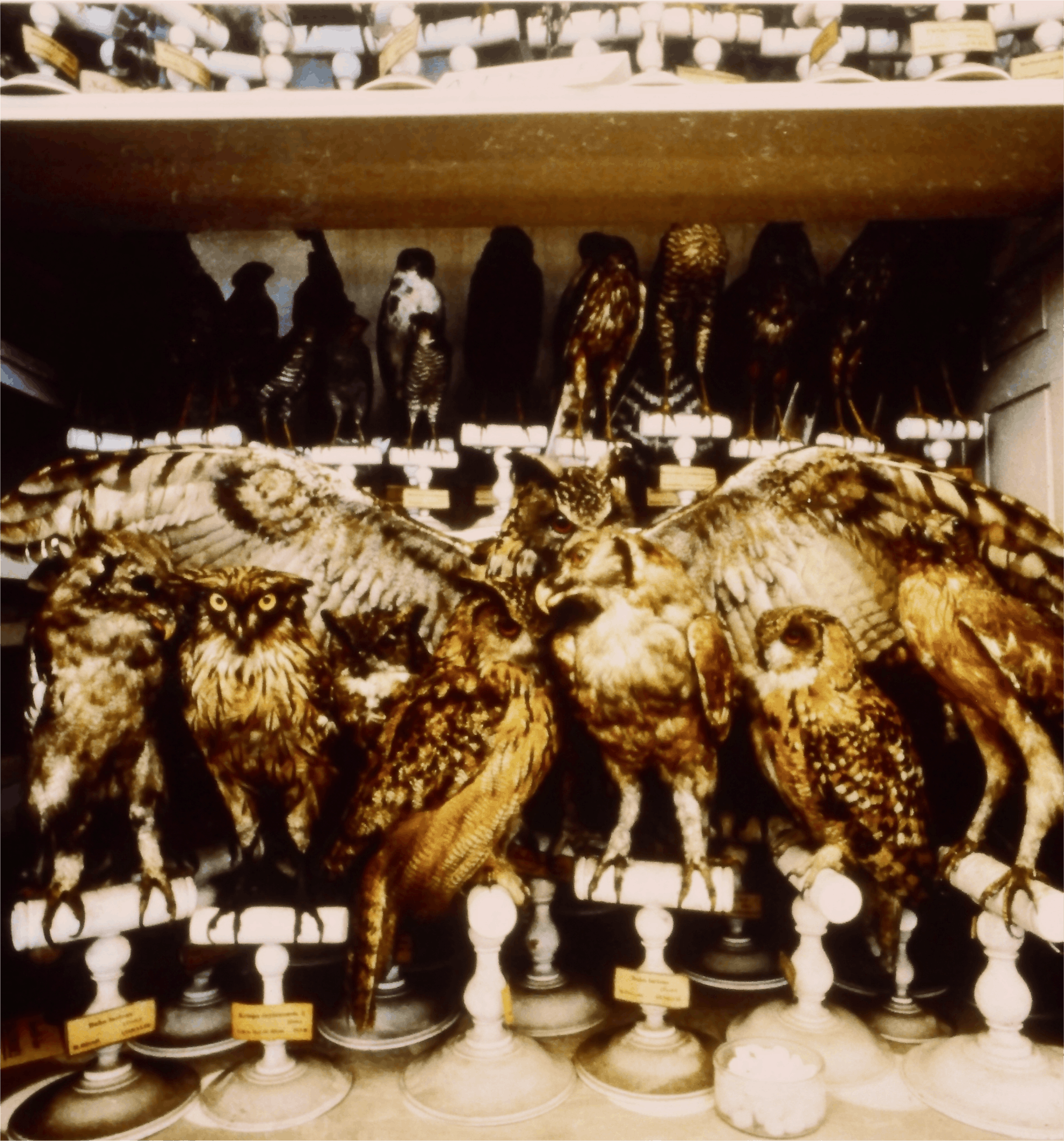 Richard Ross, Birds o fPrey, Paris Musuem of Natural History, 1982, color photograph, 30x30