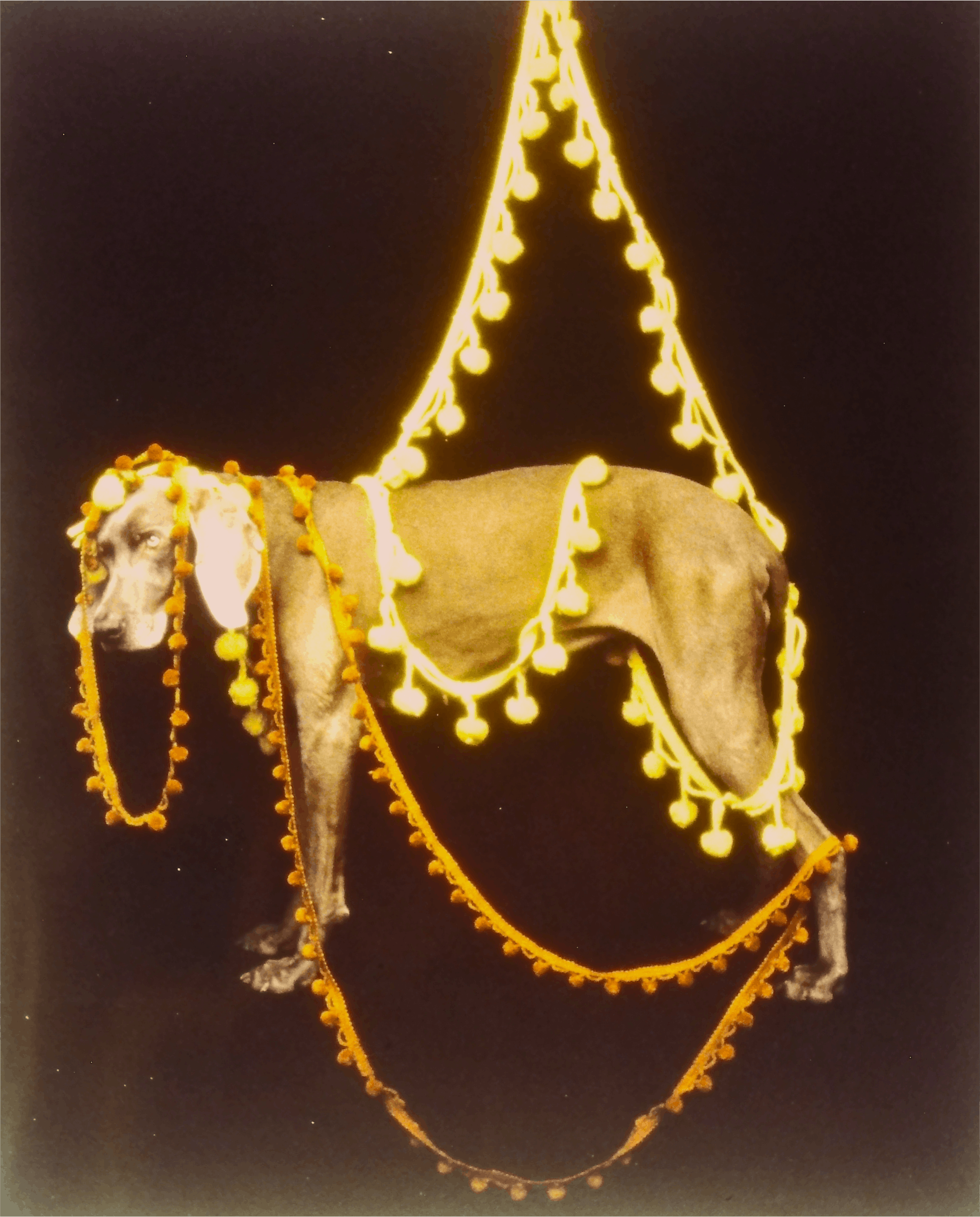 William Wegman