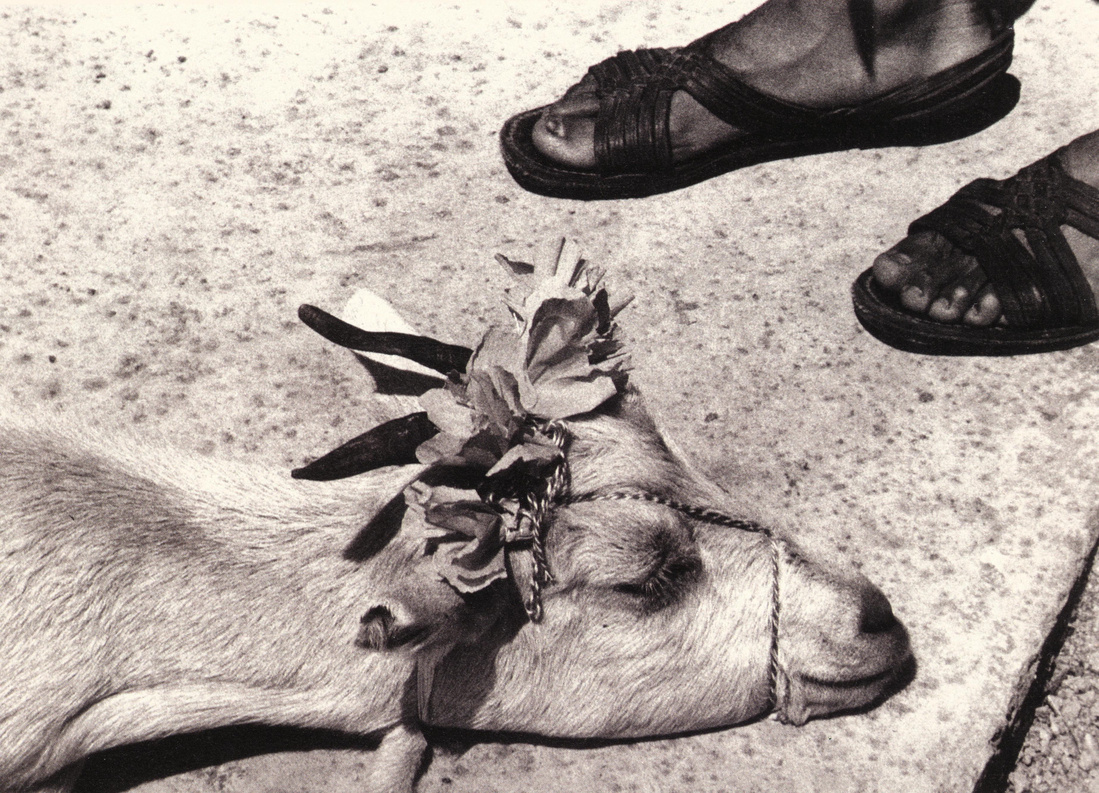 Graciela Iturbide, Antes de la matanza_Before the Slaughter, La Mixteca, 1992, gelatin silverr print, 39 x 26 inches