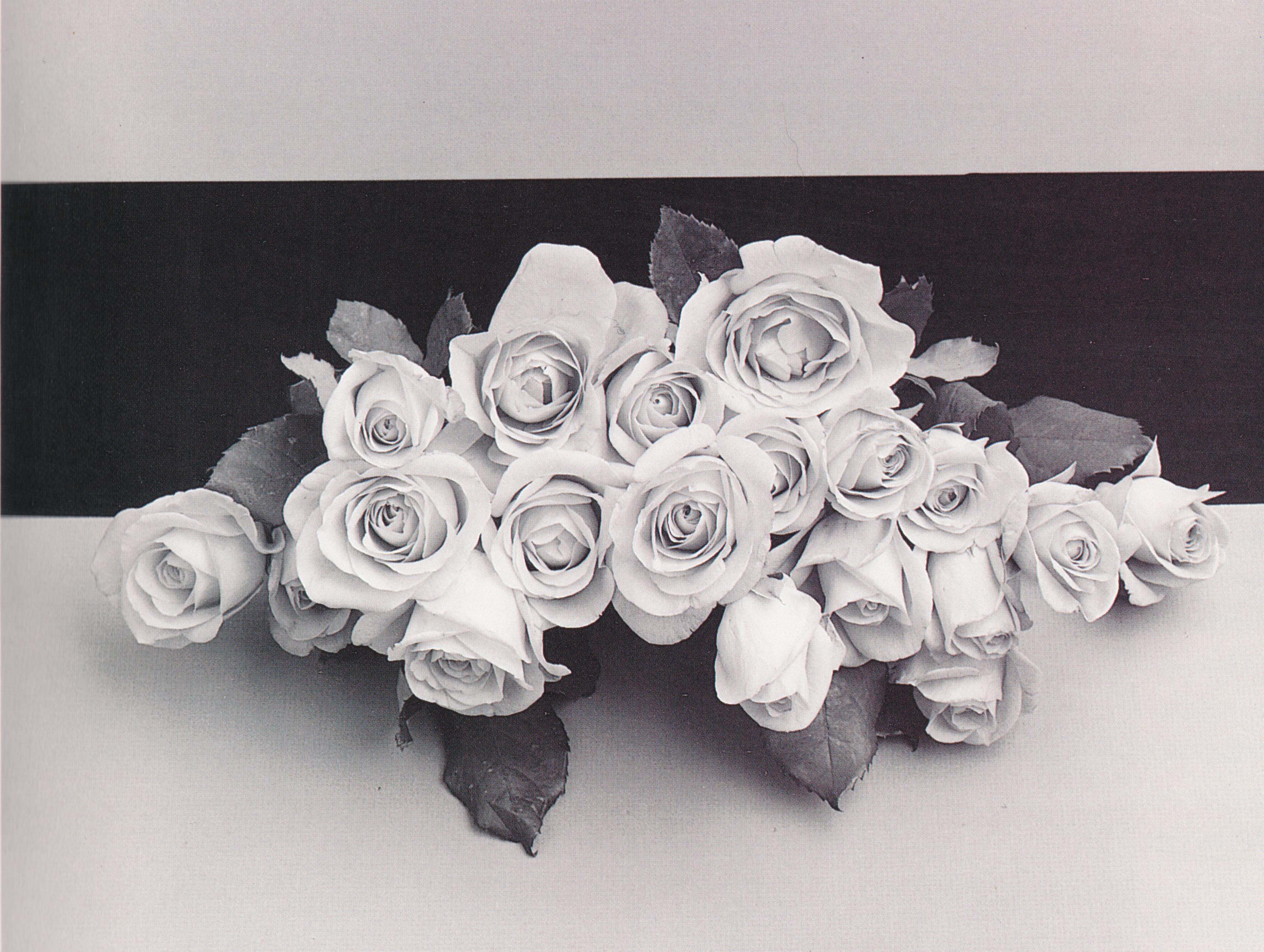 Robert Mapplethorpe, Rose, 1987, Gelatin silver print, 20 x 24