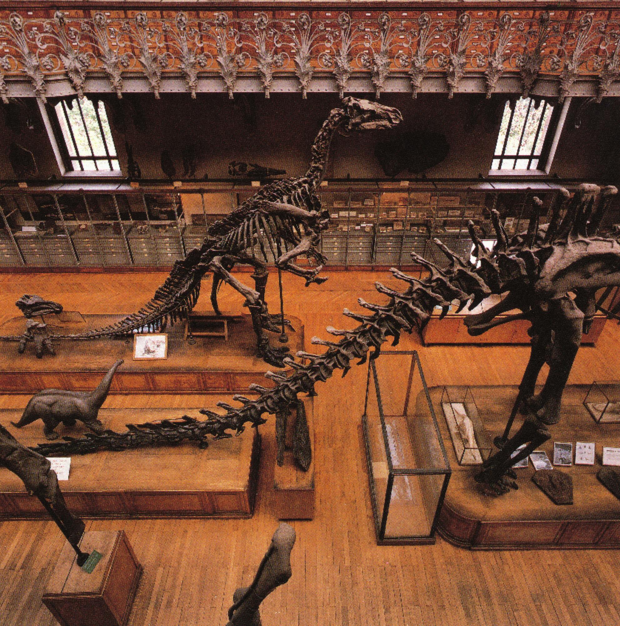 Richard Ross, Paleontology Museum, overview, Paris, 1992, color photograph, 30 x 30 inches