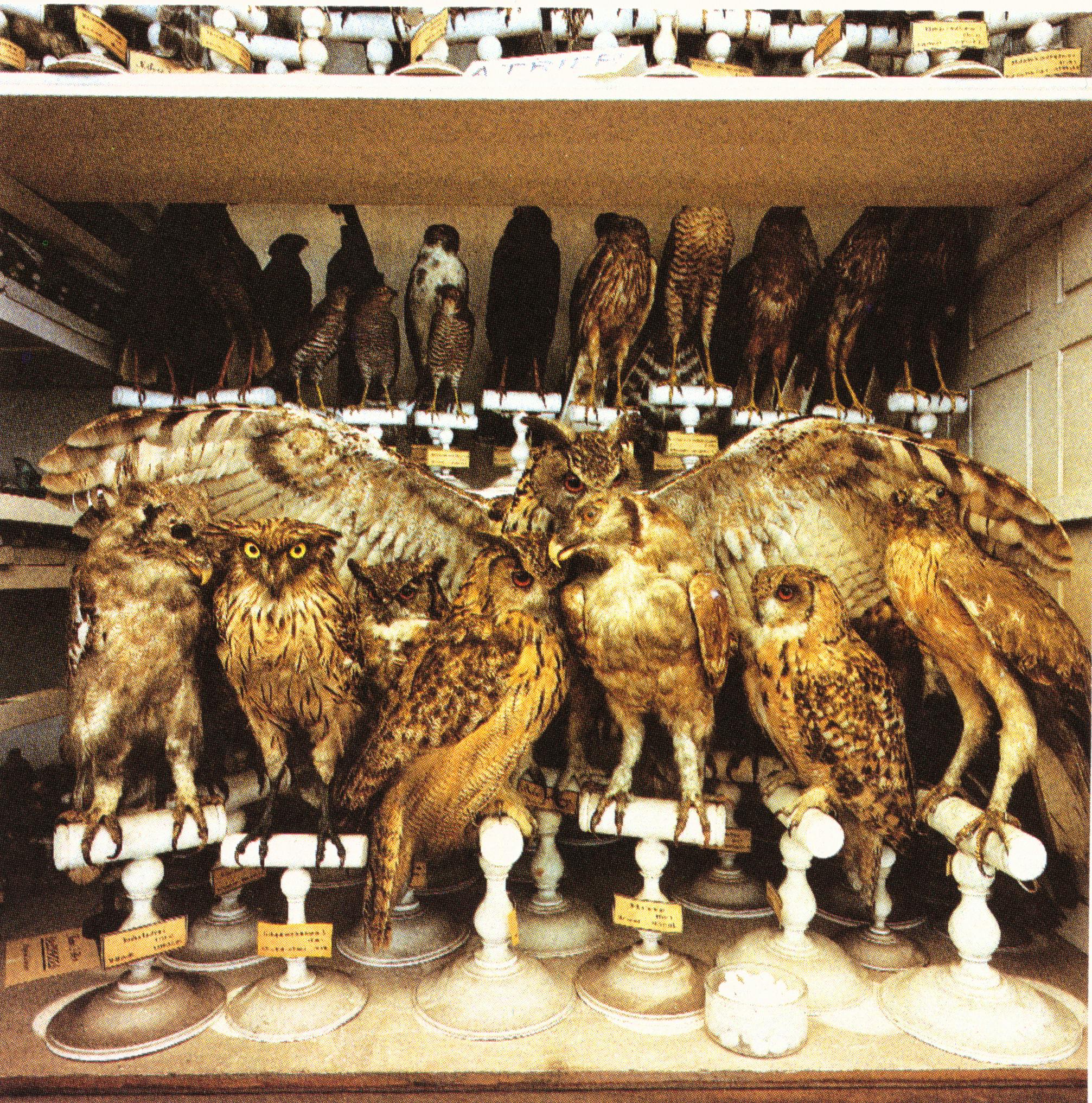 Richard Ross, Birds of Prey, Paris Museum of Natural History, 1982, Color Photograph, 30 x 30 inches