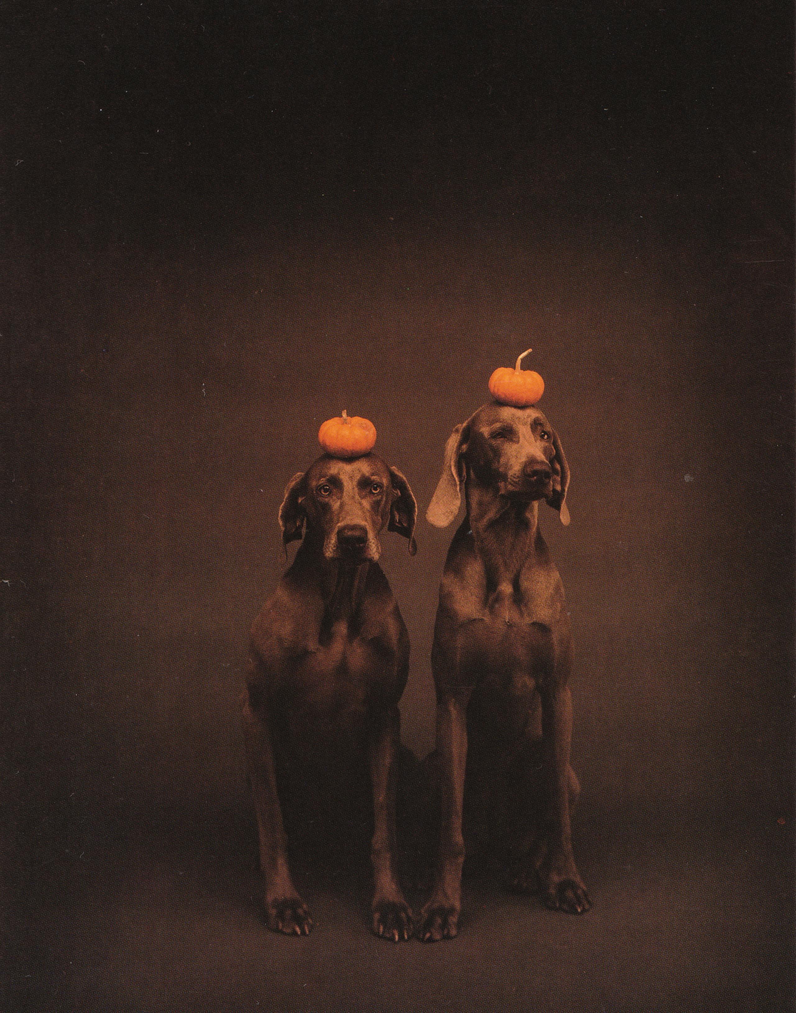 William Wegman, Pumpkin Heads, 1990, polaroid, 24 x 20 inches