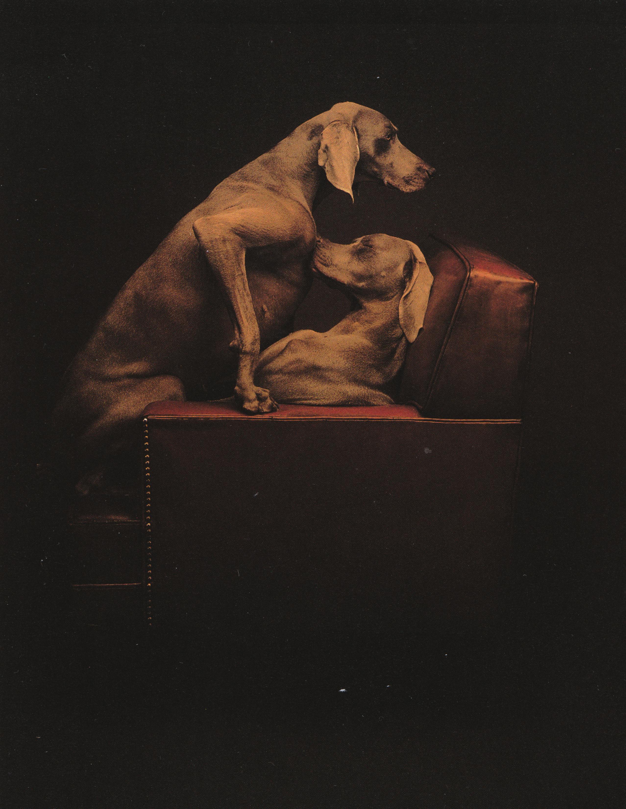 William Wegman, Innuendo Chair, 1990, polaroid, 24 x 20 inches