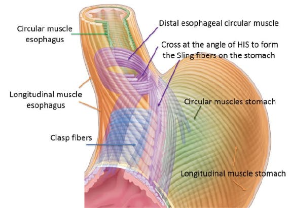 Computer generated diagram of the muscle fibres in the lower oesophagus that contribute to the LOS