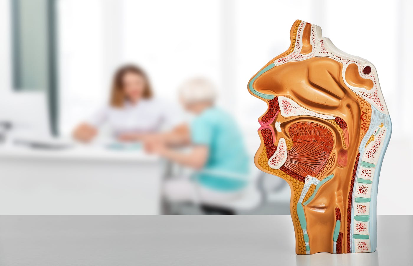 Model of the oral and nasal cavity, and throat to show LPR