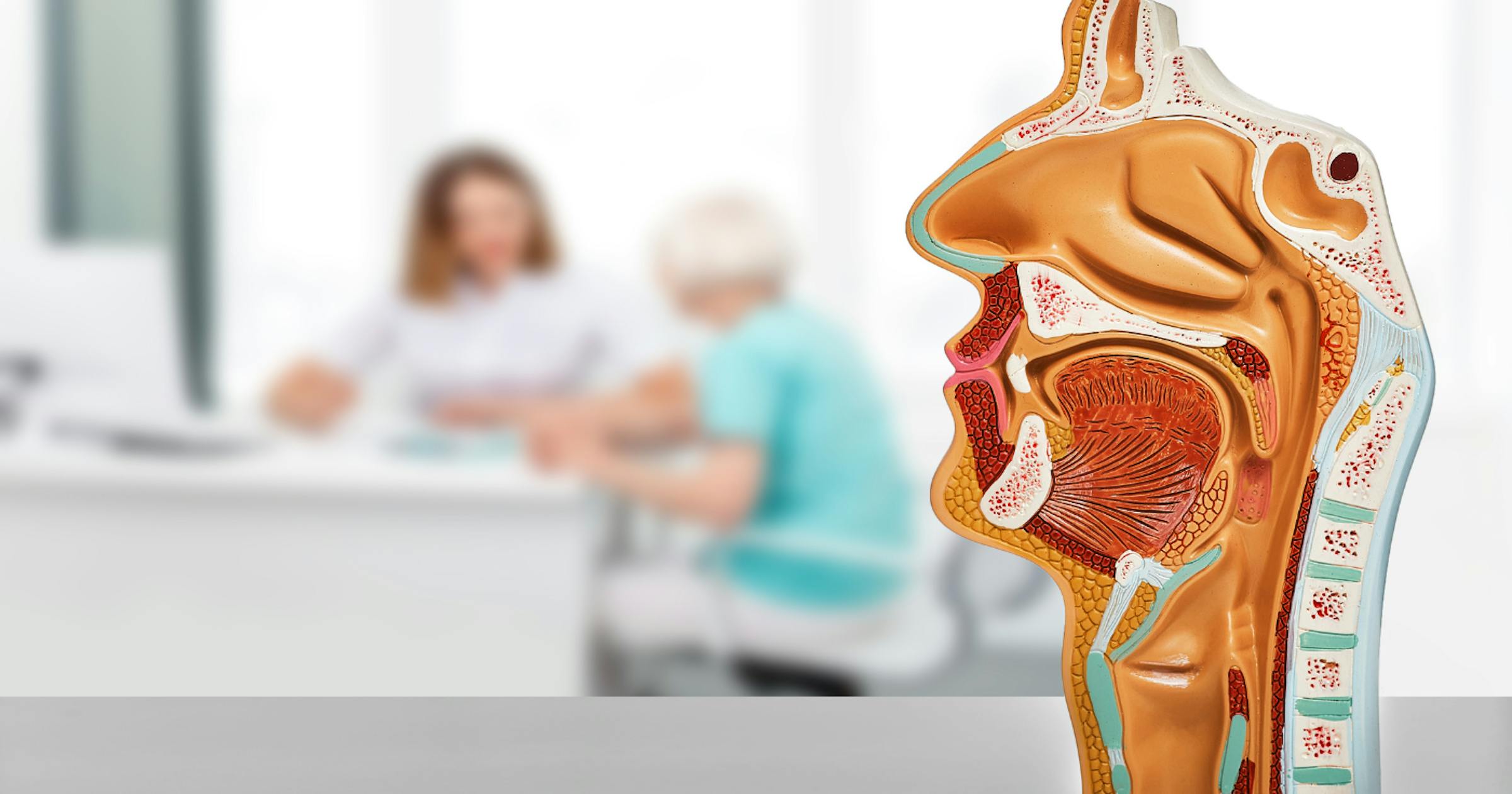 Anatomical model showing nasal cavity, oral cavity, pharynx and upper trachea/esophagus used during medical consultation