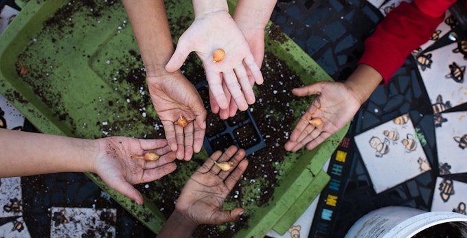 children's hands showing bulbs