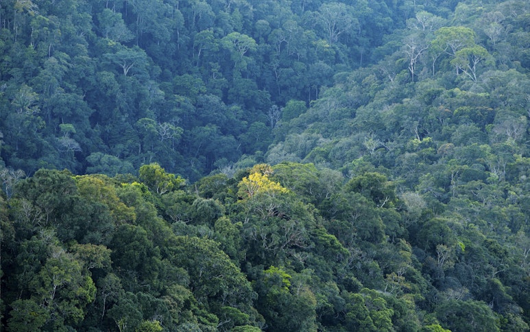 alt-image-como-reforestum-aprovecha-las-imagenes-por-satelite-y-el-machine-learning-para-supervisar-los-proyectos-forestales-de-conservacion