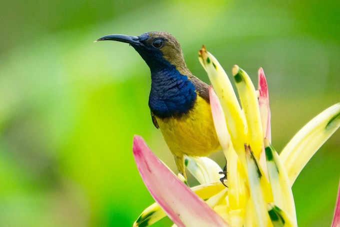 olive-backed sunbird