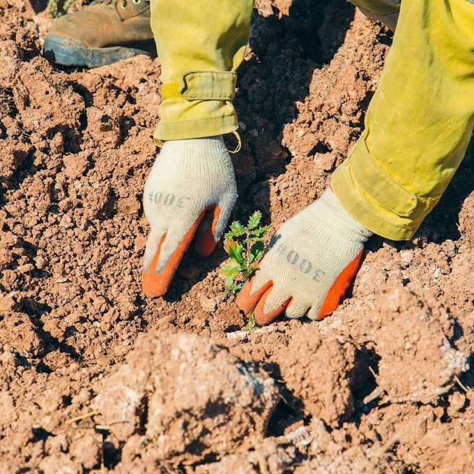 Una persona planta un árbol joven