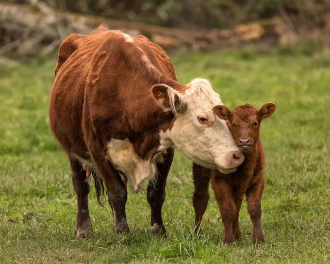 a cow and her calf in a meadow