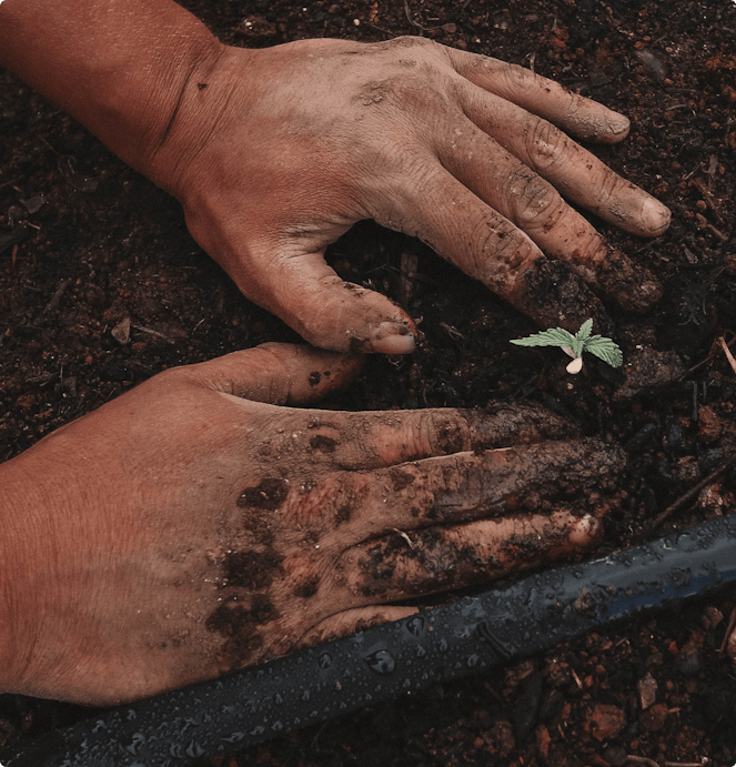 image-hands-plant-tree