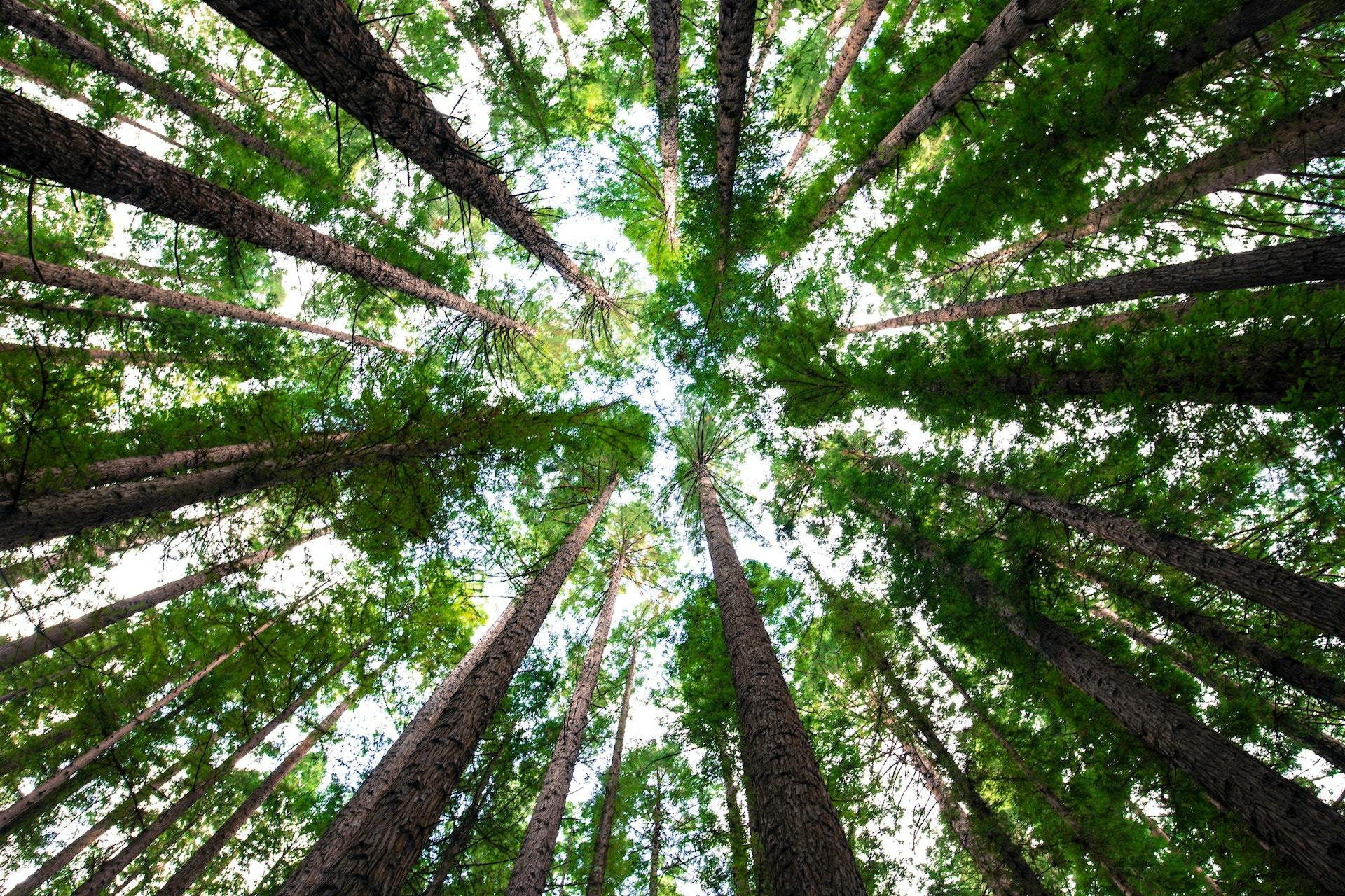 Trees and sky