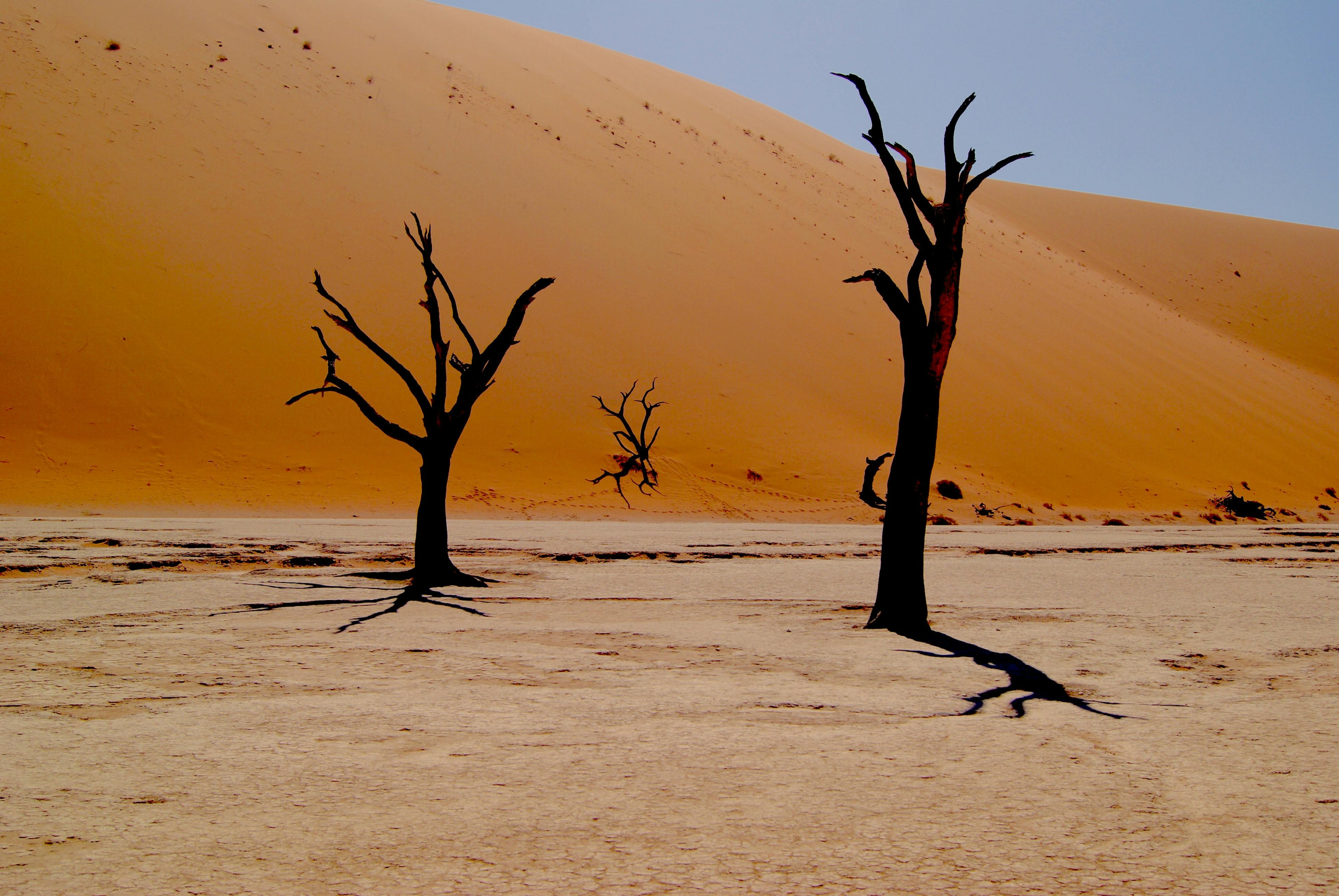 dry trees in a desertified environment