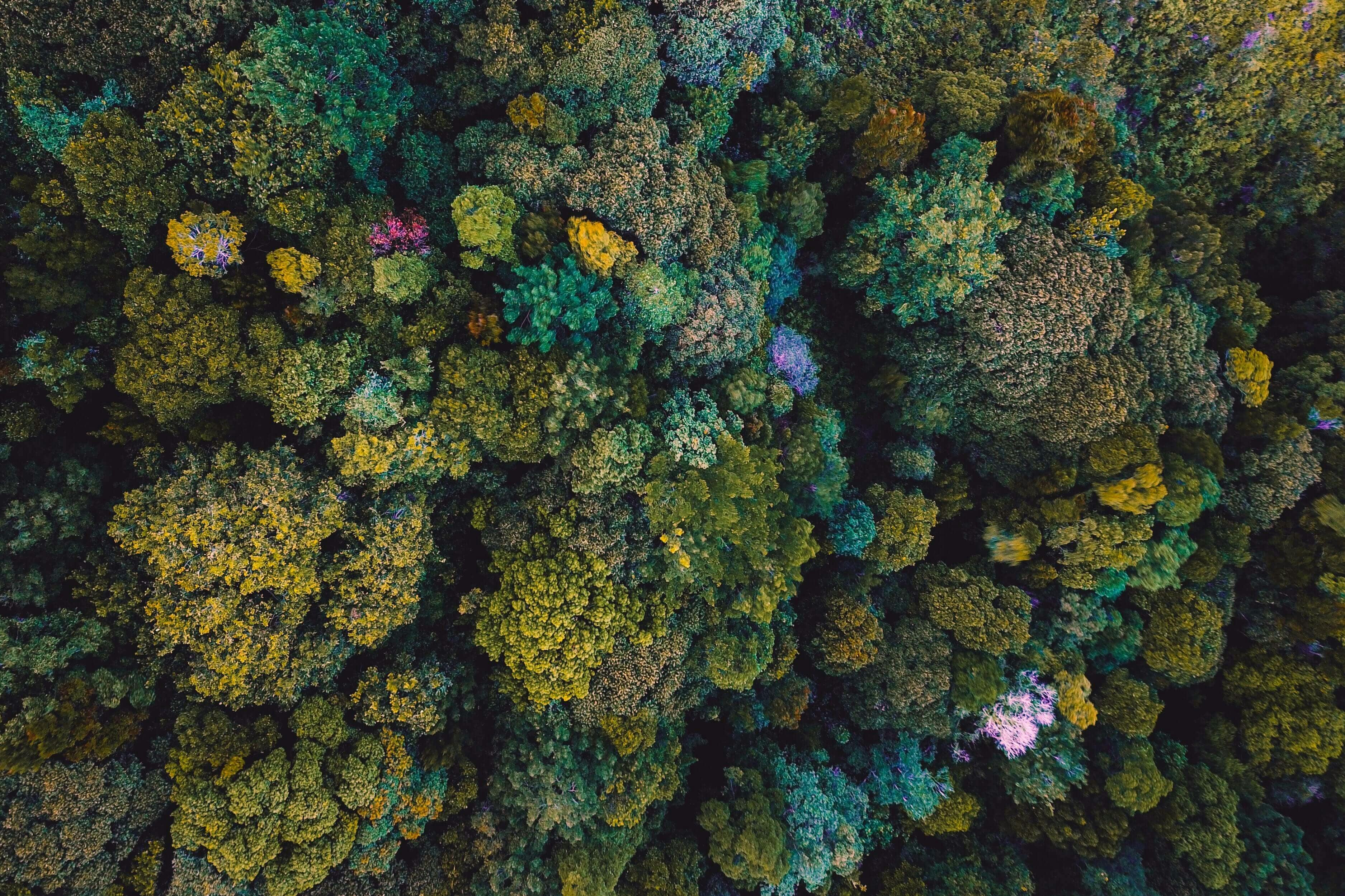 top view of a forest