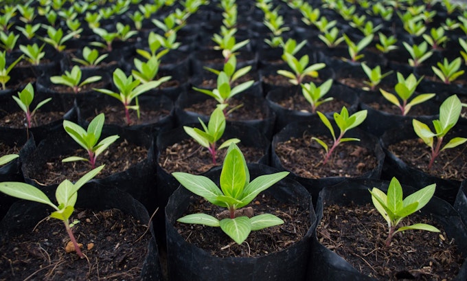 juvenile trees waiting to be transplanted