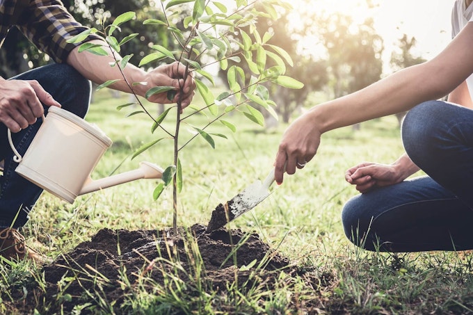 Two persons planting a tree