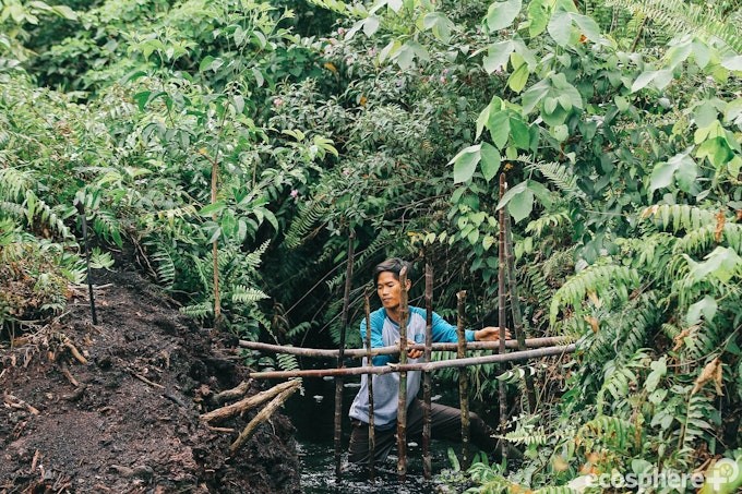 Sumatra Merang