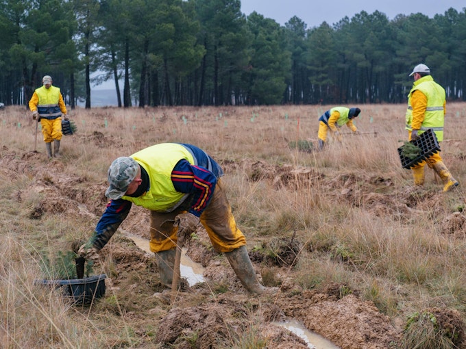 Proceso de plantación en Calahorra de Boedo - Enero, 2020