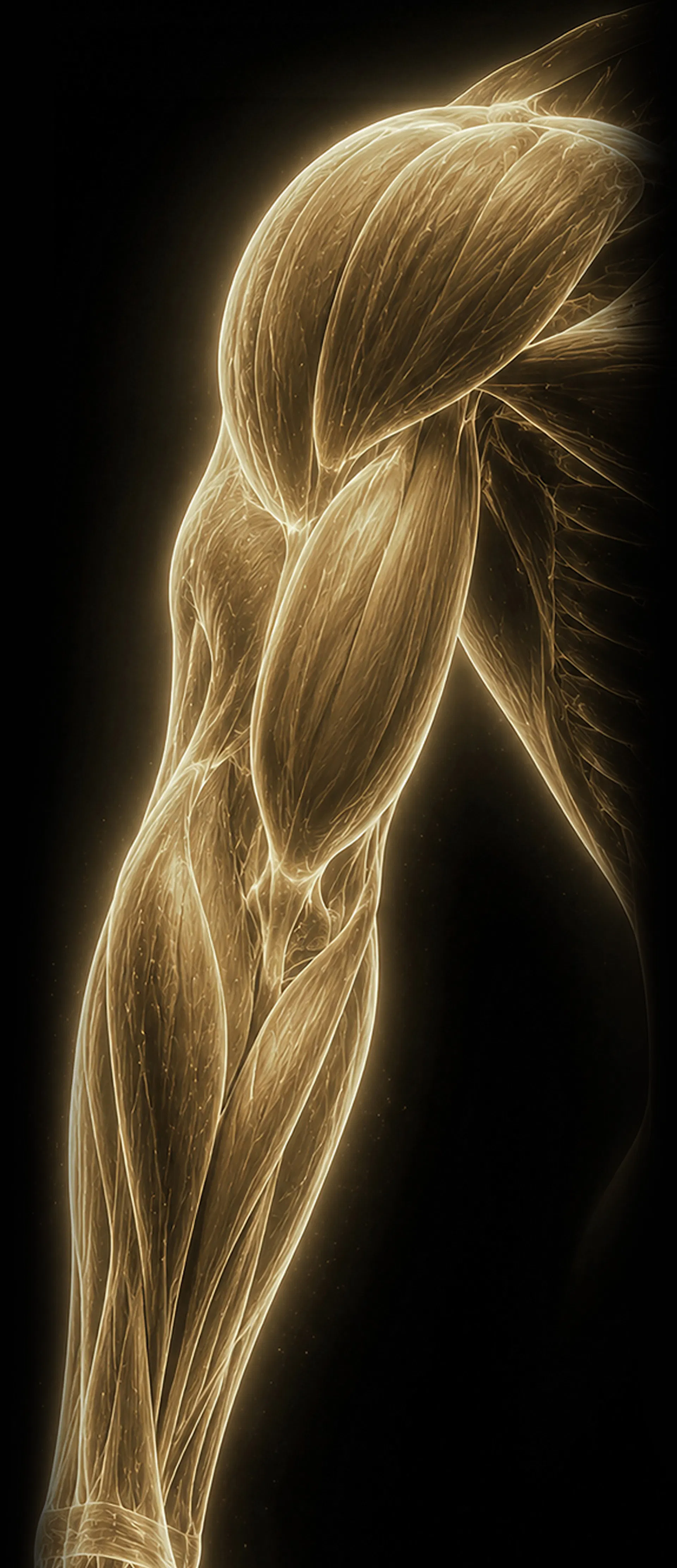 Rehabilitation & Performance