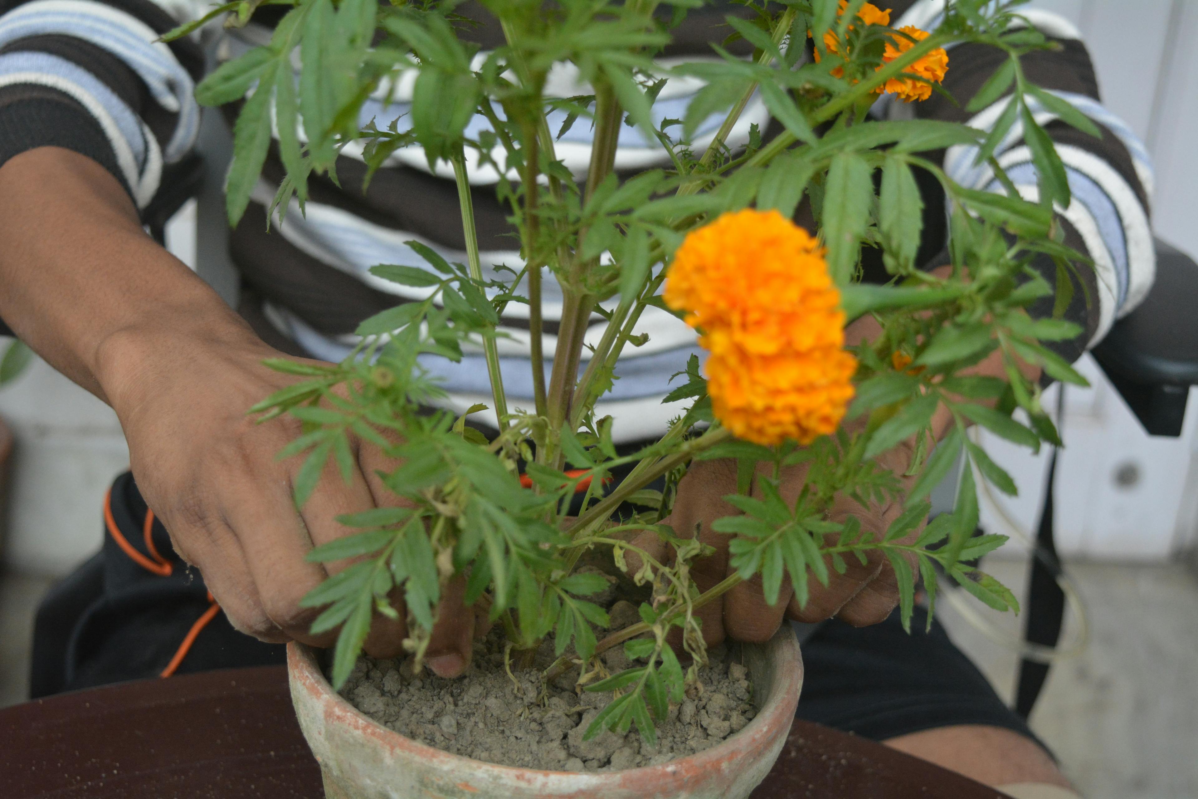 Garden Therapy in Kolkata