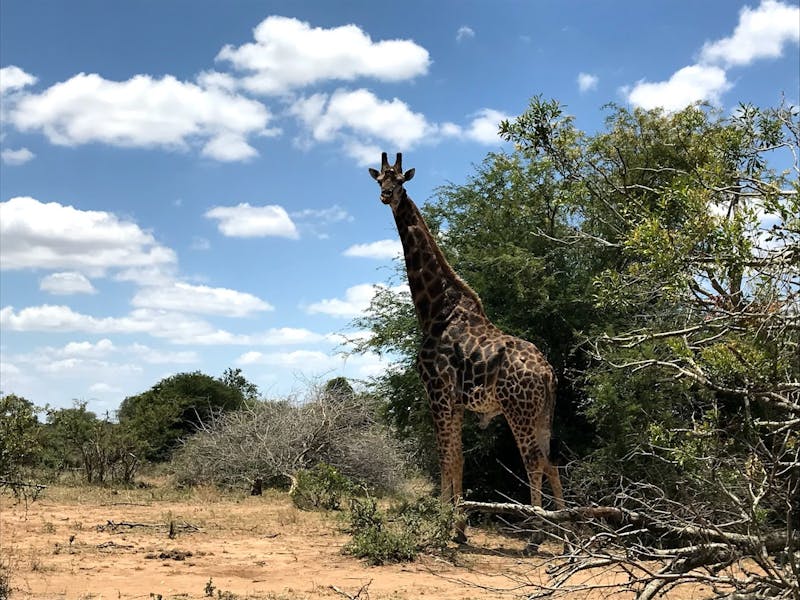 Kruger National Park