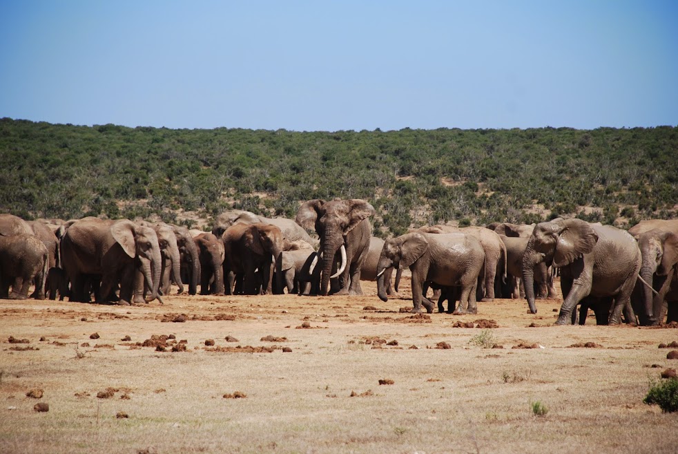 Addo Elephant National Park