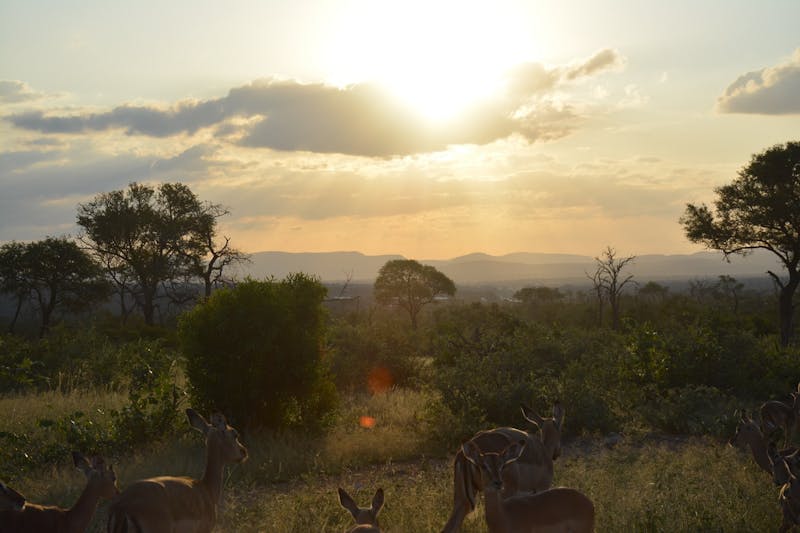 Kruger National Park