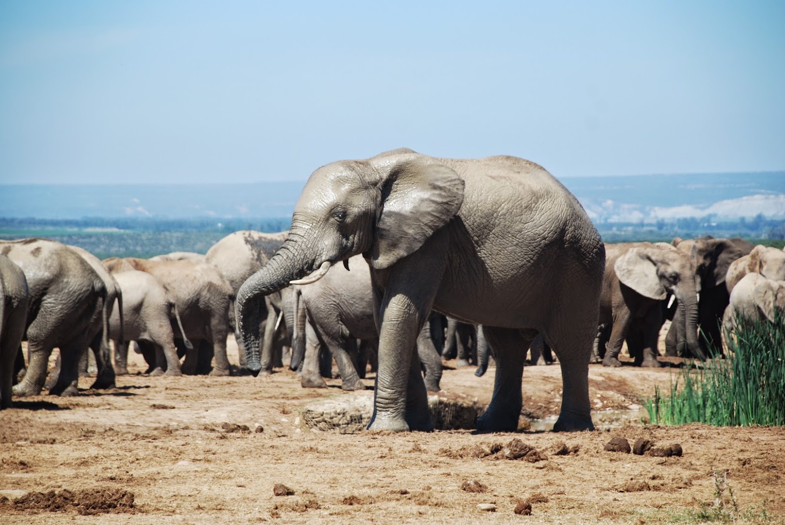 Addo Elephant National Park
