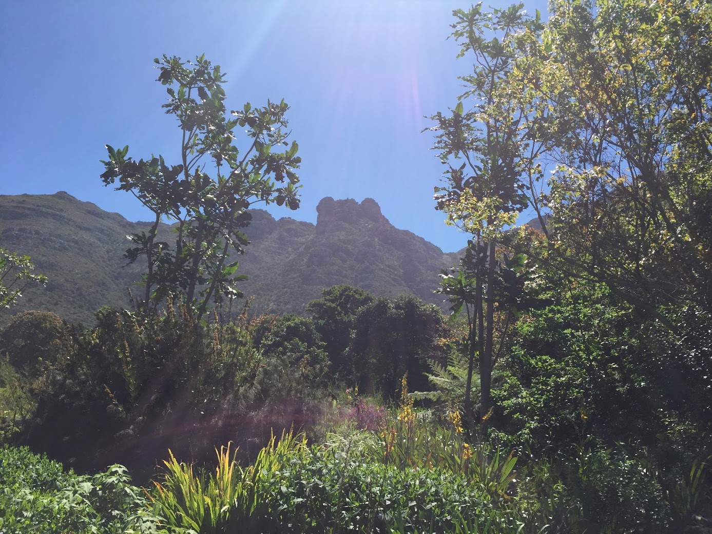 Kirstenbosch Botanical Garden