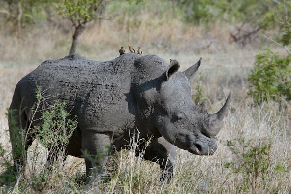 Kruger National Park