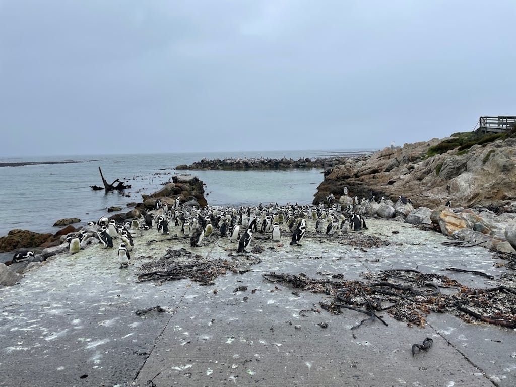 Stony Point  Pinguinkolonie