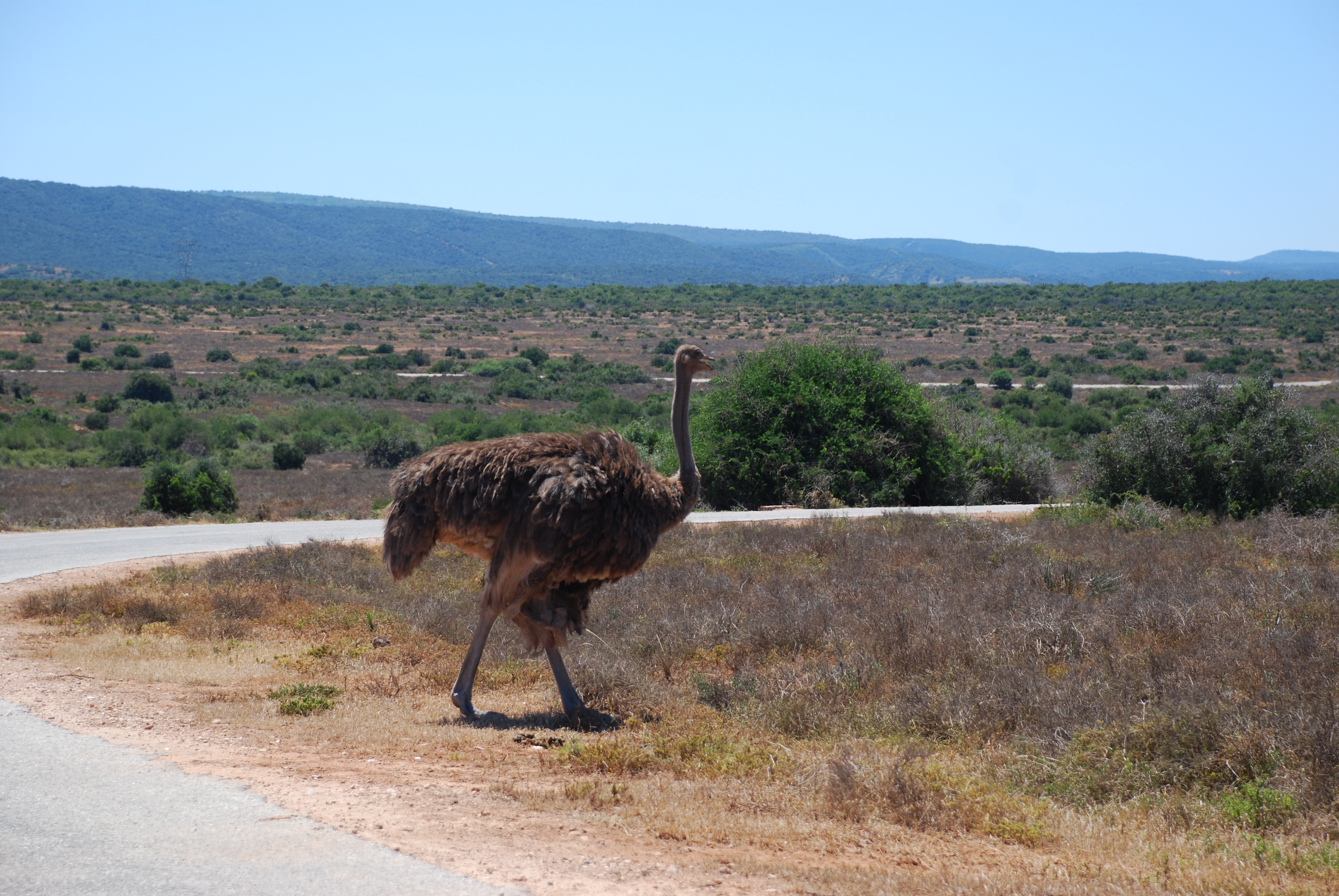 Addo Elephant National Park
