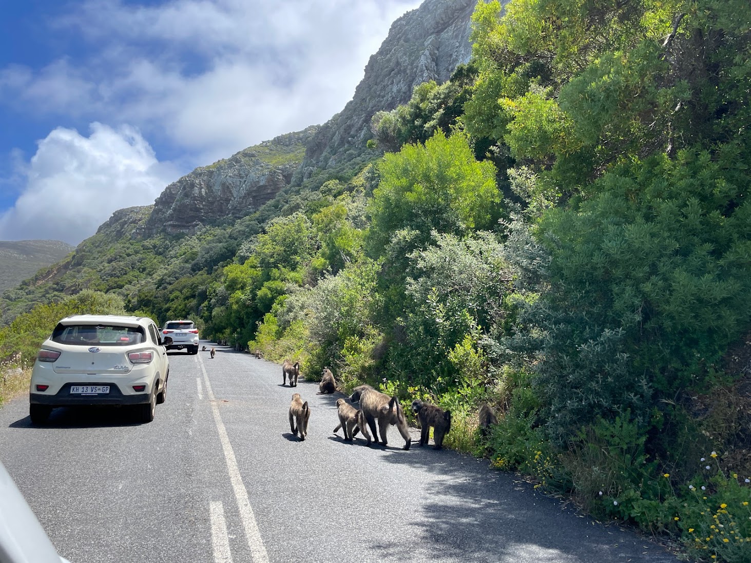Bavianen op de weg naar Cape Point