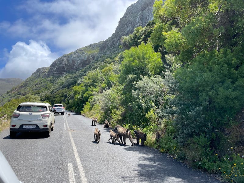 Bavianen op de weg naar Cape Point