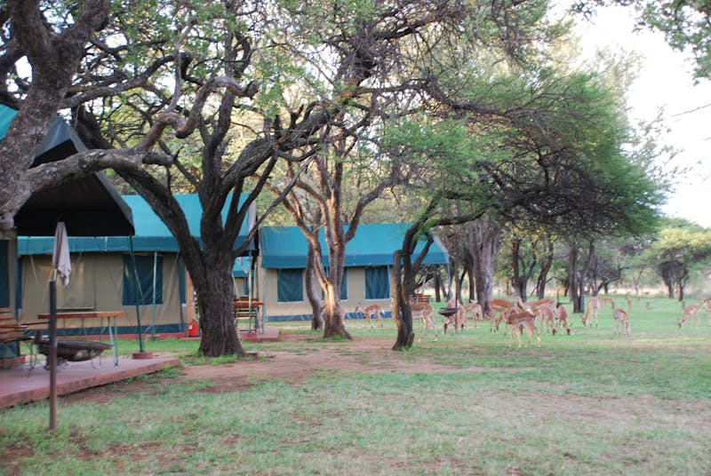 Tenten in Manyane