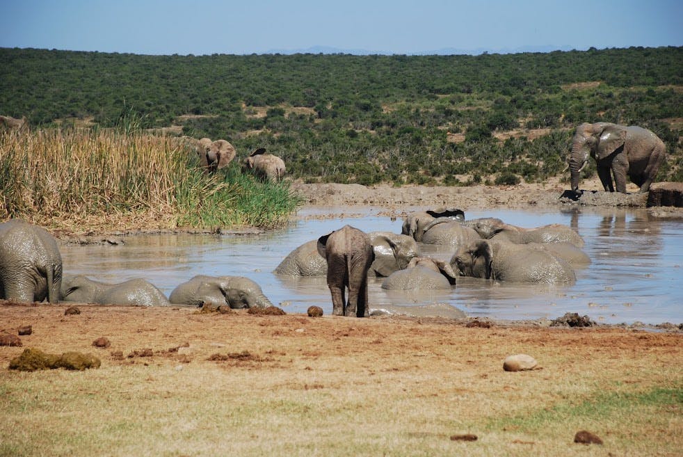 Addo Elephant National Park